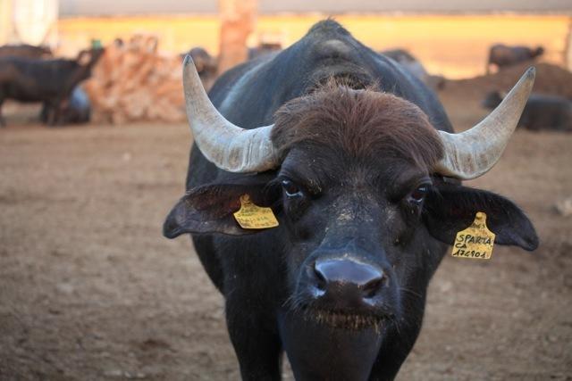 Azienda Agrituristica Seliano Paestum Dış mekan fotoğraf