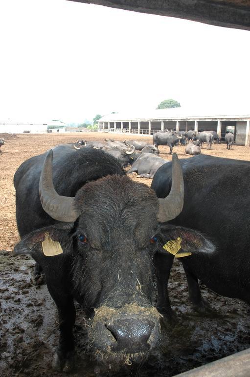 Azienda Agrituristica Seliano Paestum Dış mekan fotoğraf